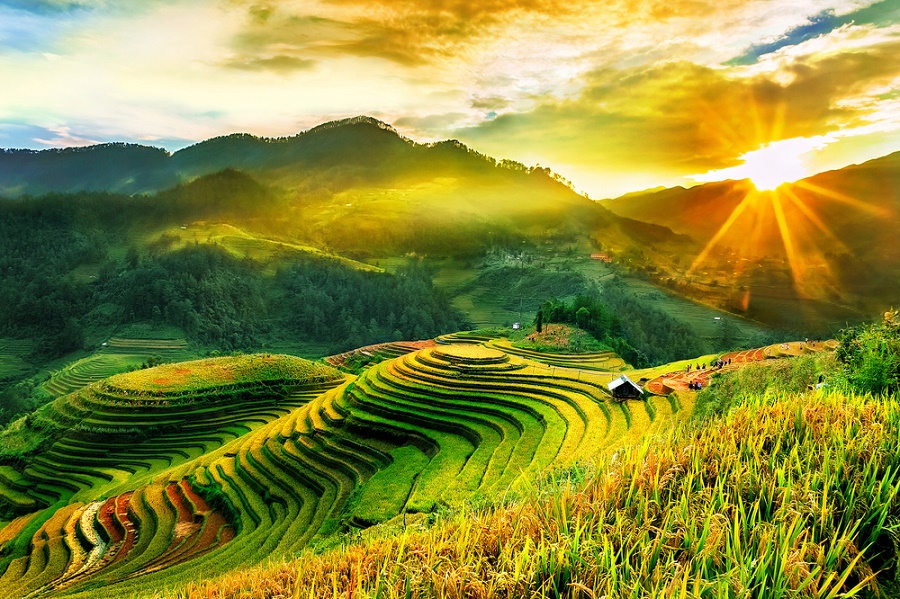 Sapa