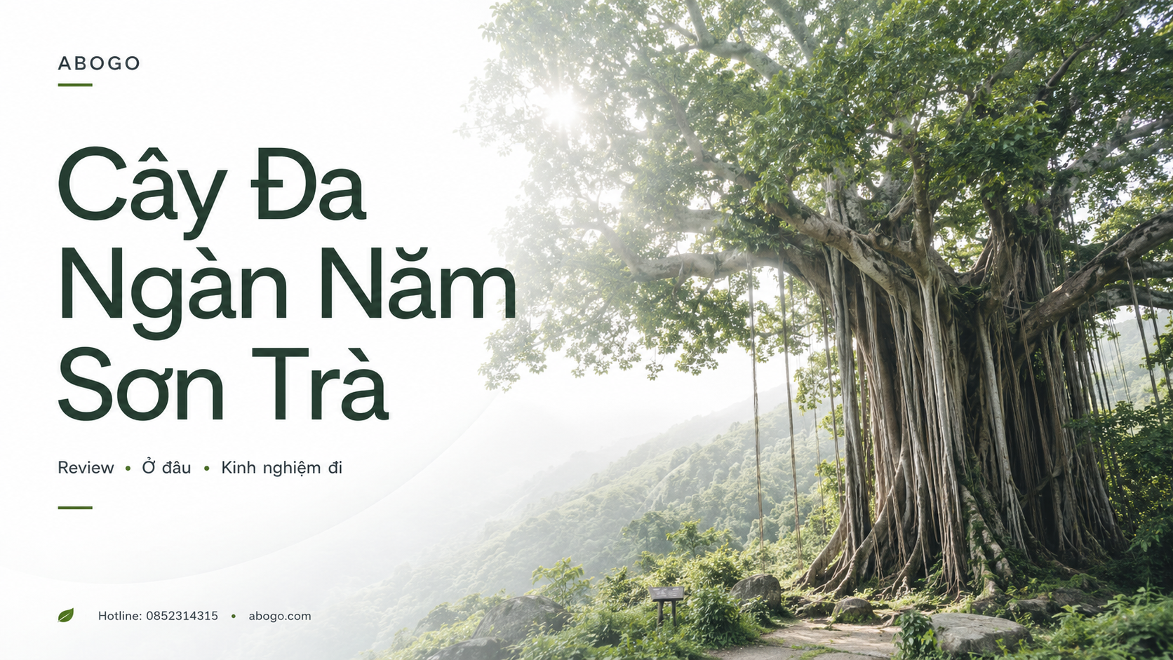 Review Cây Đa Ngàn Năm Sơn Trà: Biểu Tượng Xanh Giữa Rừng Già Đà Nẵng
