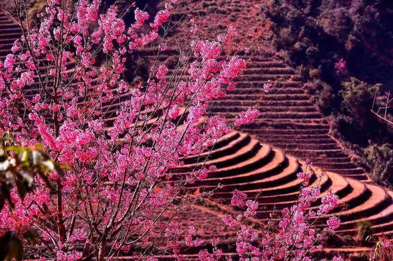 NORTHWEST VIETNAM TOUR NO. 5 (MU CANG CHAI – SAPA – LAI CHAU – DIEN BIEN – MOC CHAU – MAI CHAU) 5D4N
