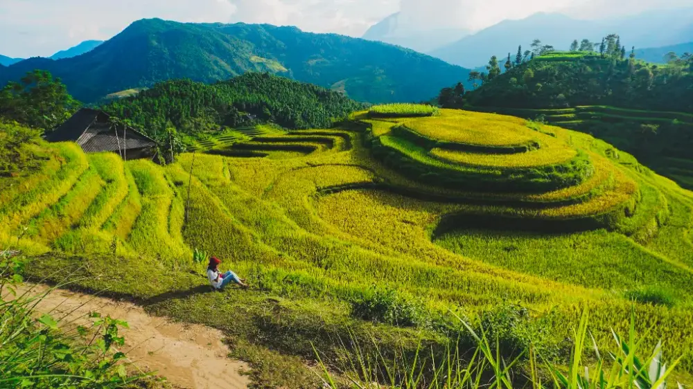 ban phung