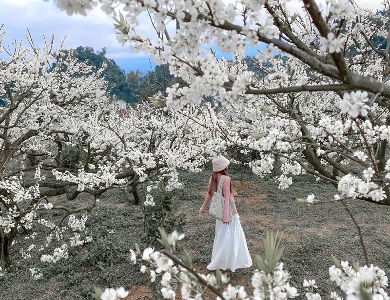 MAI CHÂU - MỘC CHÂU - CẦU KÍNH 3N2Đ (2 ĐÊM NGỦ HOMESTAY)