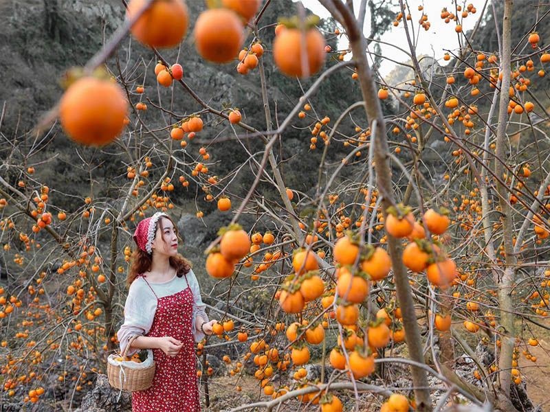 MỘC CHÂU - CẦU KÍNH BẠCH LONG 2N1Đ (KS 3 SAO)