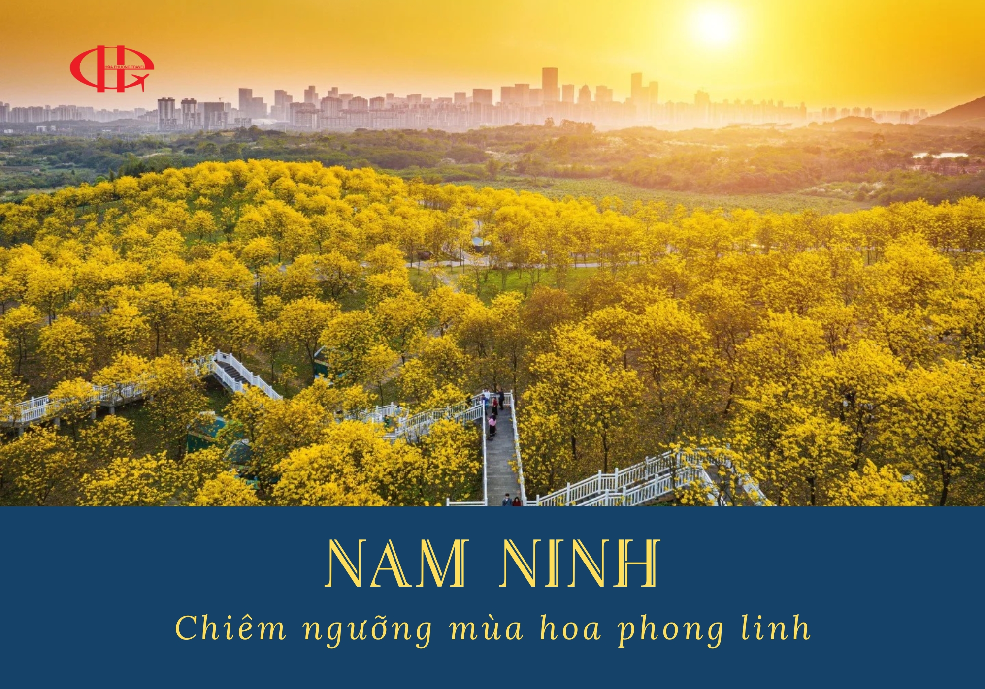 Hoa phong linh nở rộ nhuộm vàng Thanh Tú Sơn - Vẻ đẹp mùa xuân Nam Ninh mà bạn không thể bỏ lỡ