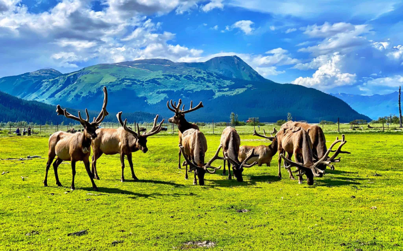 Alaska Wildlife Conservation Center  Travel Alaska (1)-1