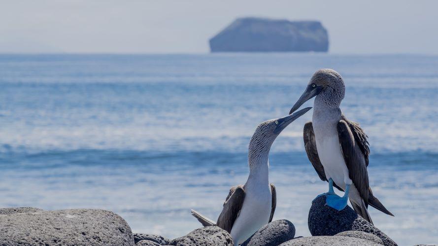 blue-footed-boobys-on-rocks-80-opacity-2560x1440.jpg