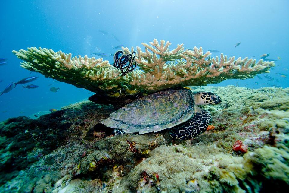 coral-2141013-960-720.jpg