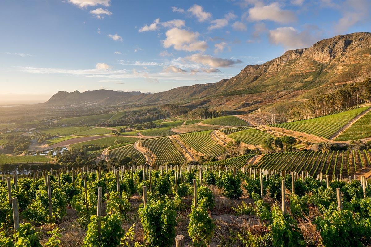 groot-constantia-vineyards