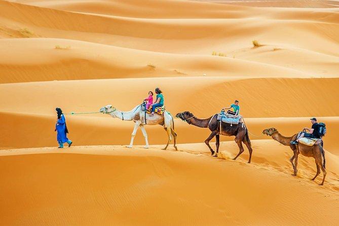 Full Day Sahara Desert Camel Trek in Douz