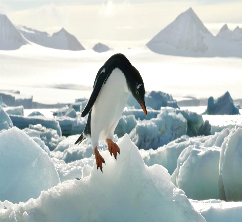 image-905.png