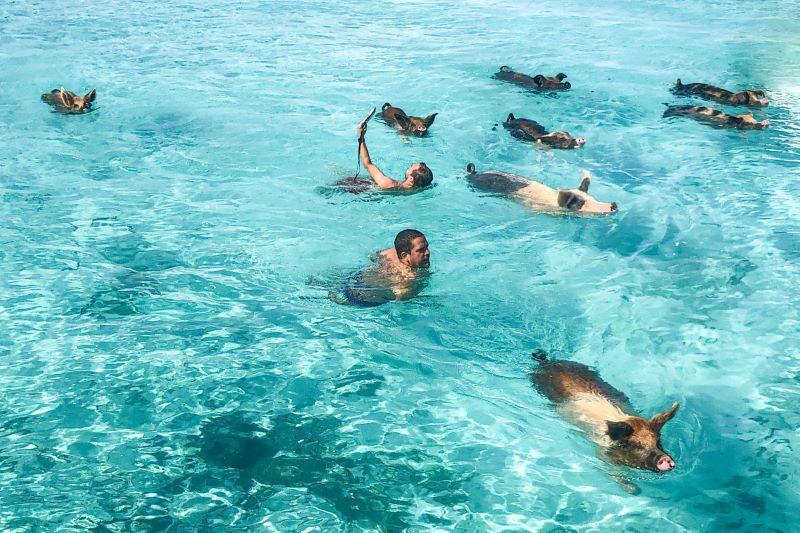 pig-island.jpg
